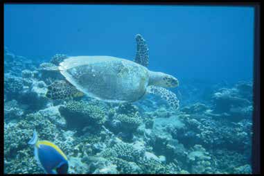 The Soul of the Reef